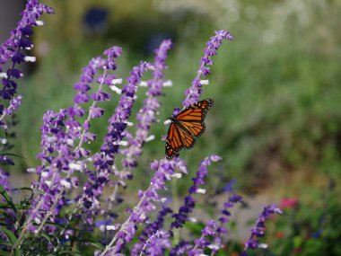 Lavanta çiçeği sapında renkli bir kelebek