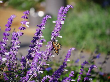 Bir sapla beslenen kelebekli lavanta çiçeklerinin bahçe manzarası
