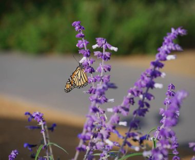 Kahverengi bir kelebek bahçedeki lavanta çiçeklerinden nektar emer.