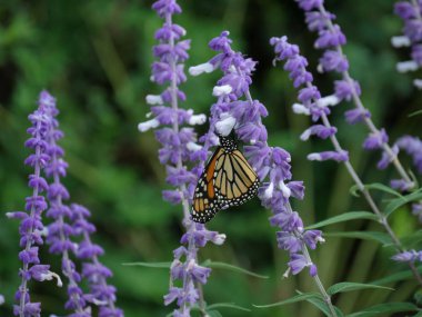 Lavanta çiçeklerinden nektar yudumlayan renkli bir kelebeğin orta boy görüntüsü. 