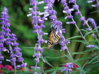 Lavanta çiçeklerinden nektar yudumlayan renkli bir kelebeğin geniş açılı görüntüsü 