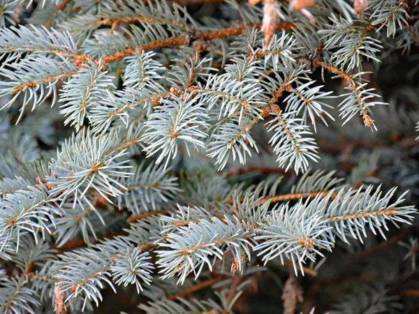 Close Das Folhas Abeto Comumente Usado Como Uma Árvore Natal — Fotografia de Stock