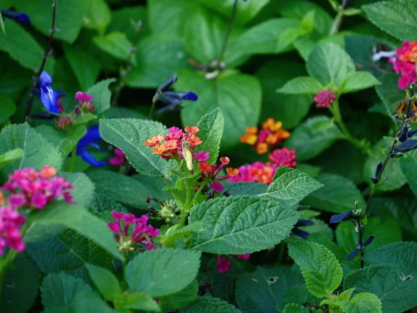 Malé Barevné Květy Zahradě — Stock fotografie