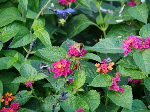 Střední Zblízka Záběr Malých Barevných Květin Zahradě — Stock fotografie