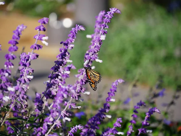 Bir sapla beslenen kelebekli lavanta çiçeklerinin bahçe manzarası