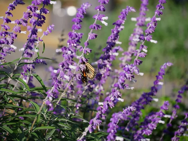 Bahçedeki lavanta çiçekleri, tek bir sapla beslenen bir kelebek.