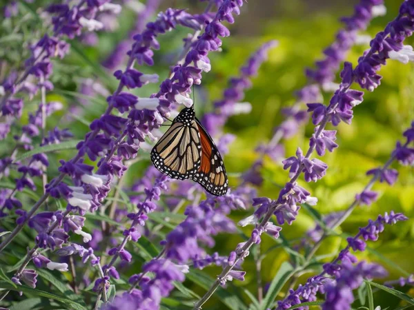 Bir kelebek bahçedeki lavanta çiçeklerinden nektar yudumlar.