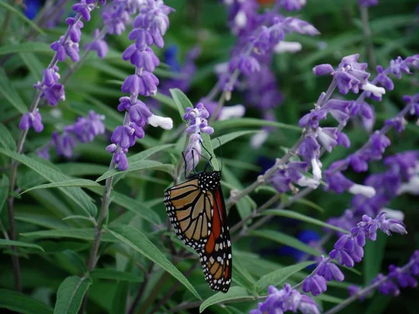 Lavanta çiçeklerinden nektar yudumlayan renkli bir kelebek. 