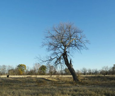 Kışın bir tarlada yapraksız ağaç