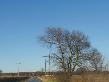 Kışın bir yan yol boyunca yapraksız ağaç