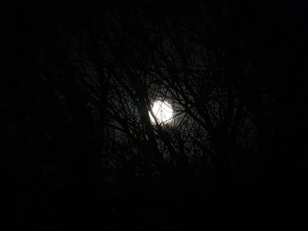 Plan Large Lune Cachée Derrière Des Arbres Sombres — Photo