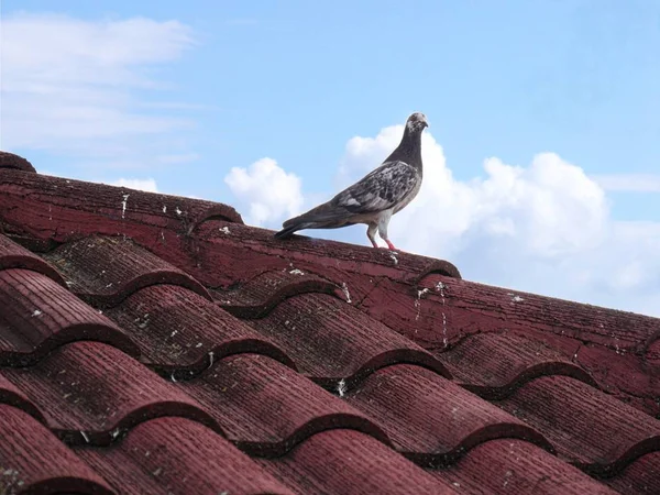 Птица Сидящая Красной Крыше — стоковое фото