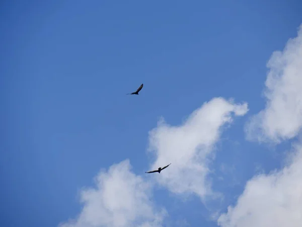 Nubes Azules Blancas Con Dos Pájaros Volando Cielo —  Fotos de Stock