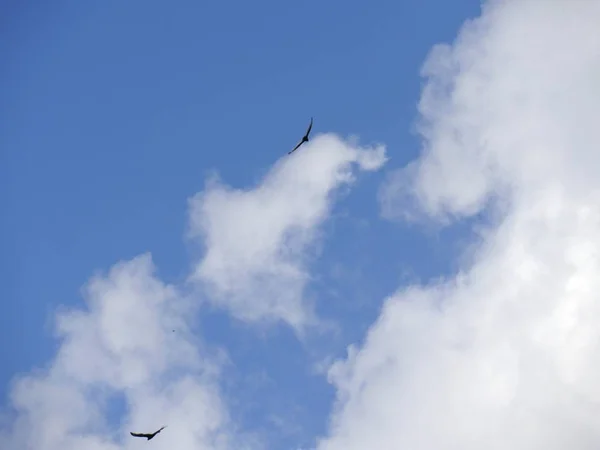 Gros Plan Nuages Bleus Blancs Avec Deux Oiseaux Volant Dans — Photo