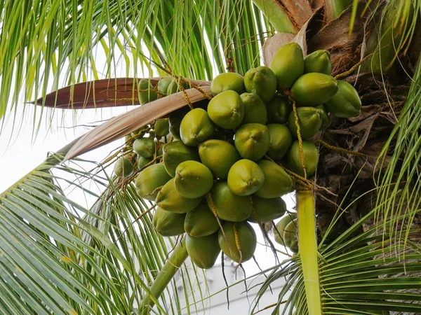 Junge Kokosnussfrüchte Hängen Einem Baum — Stockfoto
