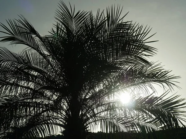 Streifen Von Sonnenuntergang Strömen Durch Palmenblätter — Stockfoto