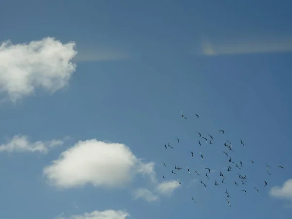 Vacker Himmel Med Flock Fåglar Som Flyger — Stockfoto