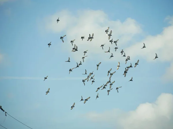 Una Bandada Aves Volando Los Cielos Azul Blanco —  Fotos de Stock