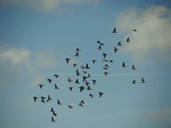 青い空と白い空を飛ぶ鳥の群れ 中規模のワイドショット — ストック写真