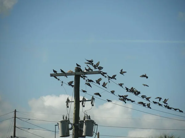 Una Bandada Aves Descansando Líneas Eléctricas —  Fotos de Stock