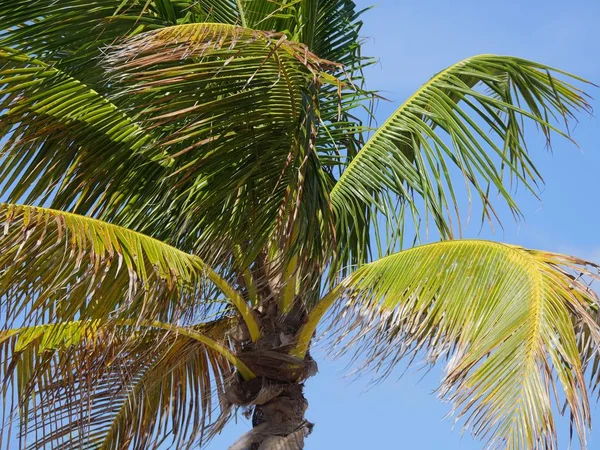 Bovenste Deel Van Een Kokosboom Close Shot — Stockfoto