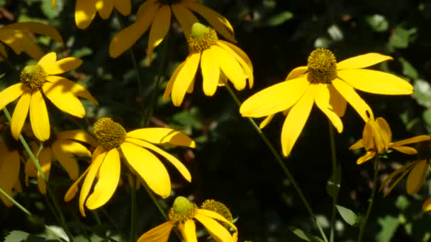 Constante, primer plano plano de amarillas flores de ojos negros Susan suavemente balanceándose en la brisa . — Vídeos de Stock