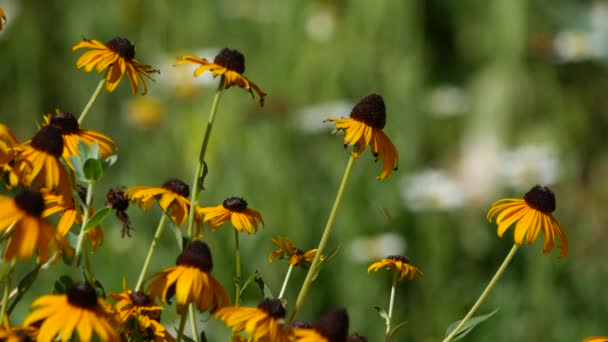 Siyah Gözlü Susan Çiçekleri Esintide Sallanıyor Arka Planda Bokeh Var — Stok video