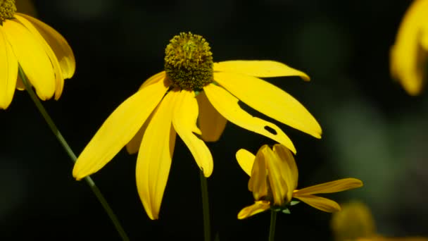 庭に黄色の黒い目のスーザンの花のショットを着実に閉じます — ストック動画
