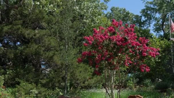 Ein Baum Voller Heißer Rosa Und Rot Blühender Blumen — Stockvideo