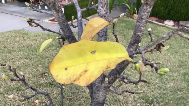 一棵木兰花的最后几片叶子在风中摇曳 — 图库视频影像