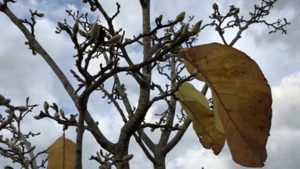 Foto Hacia Arriba Las Últimas Hojas Árbol Magnolia Dejado Otoño — Vídeo de stock