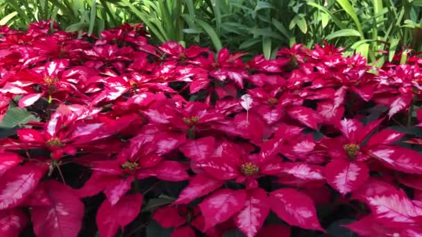 Cama Flores Rojas Poinsettia Balanceándose Brisa Jardín — Vídeos de Stock