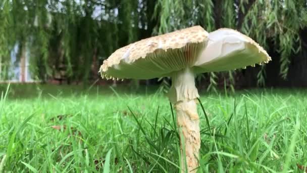 Steady Close Shot Mushroom Variety Growing Grassy Area — Stock Video