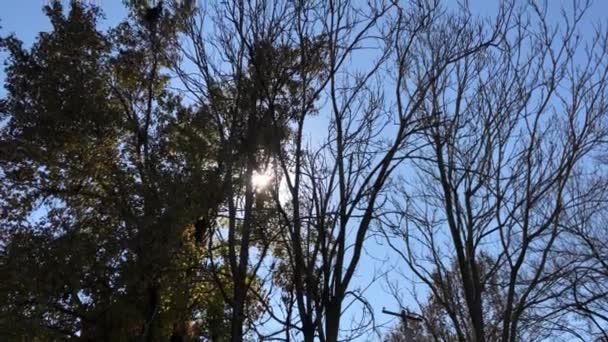 手持的太阳条纹从树上流过 — 图库视频影像