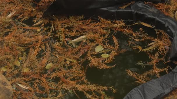 Sonbaharda Küçük Bir Gölette Yüzen Kahverengi Çam Ağacı Yaprakları — Stok video