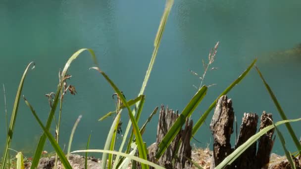 Stetiger Schuss Von Grashalmen Die Wind Ufer Eines Sees Schwanken — Stockvideo