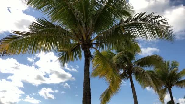 Coconut Trees Leaves Swaying Breeze Upward Shot — 비디오