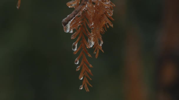 Drops Water Frozen Tips Pine Leaf Steady Shot — Stock Video