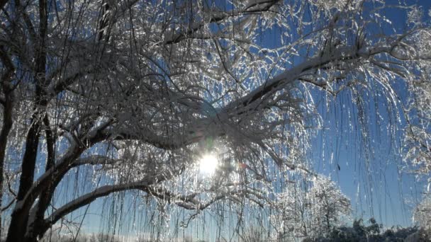 Streck Solljus Strömmande Genom Snö Och Istäckta Kvistar Uppåt Skott — Stockvideo