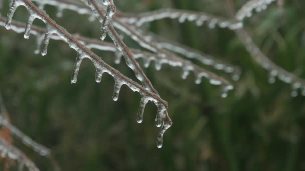 Steady Shot Icicles Frozen Tips Pine Tree Twigs — Stock Video