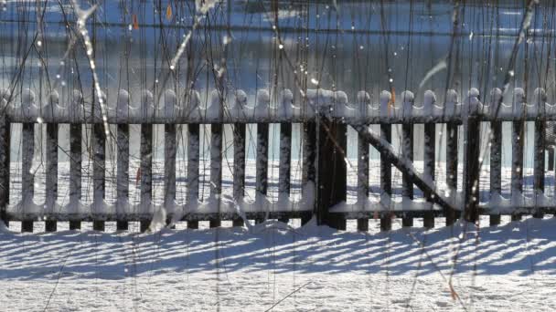 Устойчивый Снимок Деревянного Забора Покрытого Снегом Грунта Качающимися Ивовыми Ветками — стоковое видео