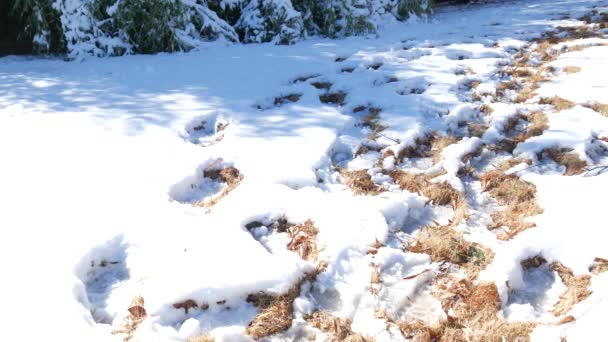 Stetige Aufnahme Von Stiefelabdrücken Boden Mit Neuschnee — Stockvideo