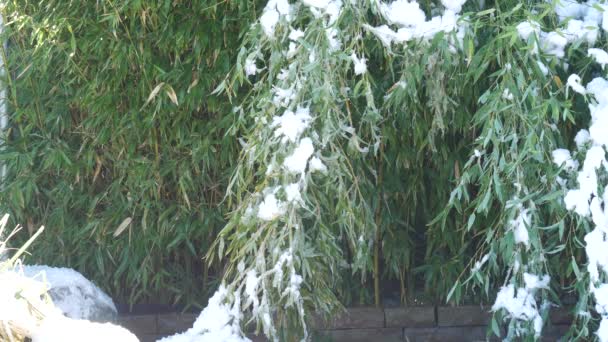 Yerde Taze Kar Yere Eğilmiş Bambu Saplarıyla Kış Sabahı Görüntüsü — Stok video