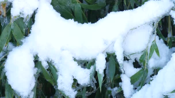 Pevně Zblízka Záběr Sněhu Vrcholu Bambusového Listí — Stock video