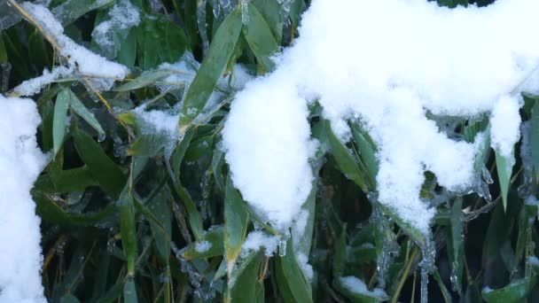 竹の葉の上に雪のショットを着実に 中程度のクローズアップ — ストック動画