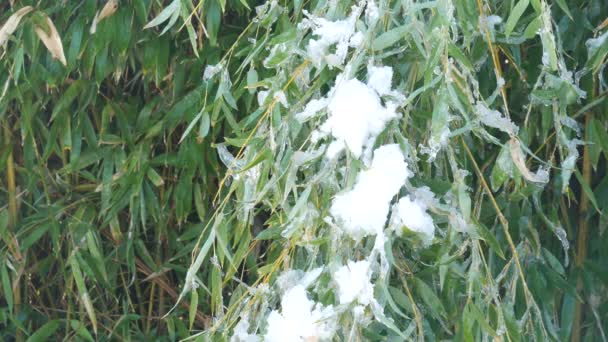 Stały Strzał Śniegu Skrawku Roślin Bambusa Zimie — Wideo stockowe