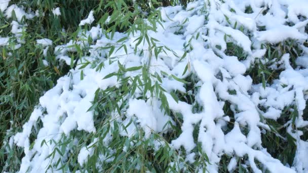 新鲜的雪覆盖着一片竹子植物 拍摄平稳 — 图库视频影像