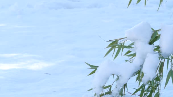 地面に曲がった竹の茎の上に地面に新鮮な雪 — ストック動画