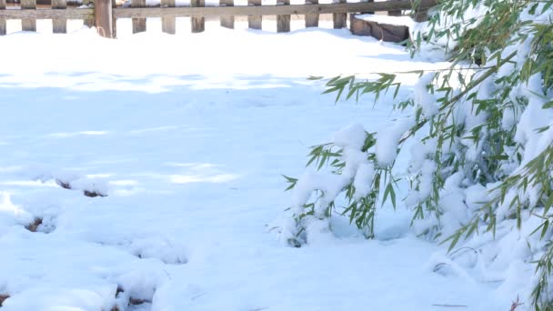 Заснеженная Земля Верхушкой Стебля Бамбука Согнутого Тяжестью Снега — стоковое видео