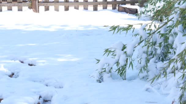 Terreno Innevato Con Cima Gambo Bambù Piegato Con Peso Della — Video Stock